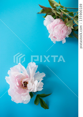 Single large peony flower in pastel colors from above 135900189