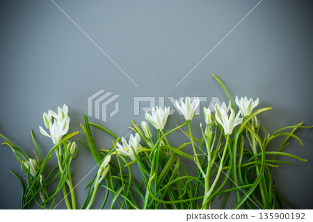Spring primroses on a pastel surface 135900192