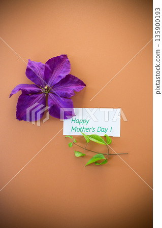 Purple clematis flower on brown background with empty space Purple clematis flower on brown background with empty space 135900193