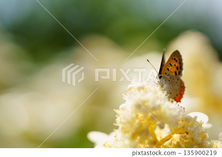 Copper butterfly sucking nectar from a flower 135900219