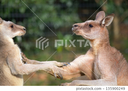The kangaroo shows no mercy, saying, "You started the fight." 135900249