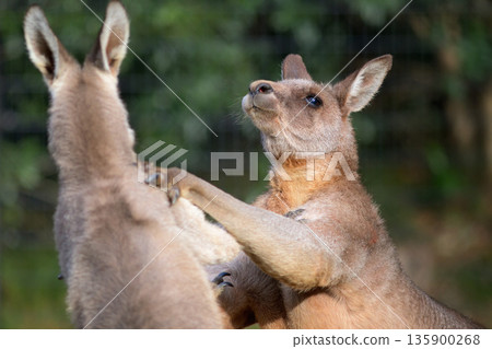 袋鼠打架時臉部表情不變 袋鼠打架時臉部表情不變 135900268