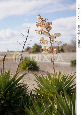Yucca Yucca 135900380