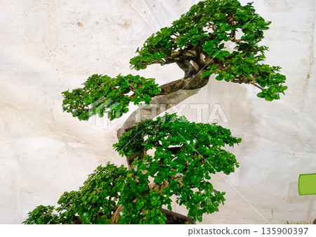 Beautiful Potted Bonsai Tree for Zen Home Interior and Minimalist Decoration 135900397