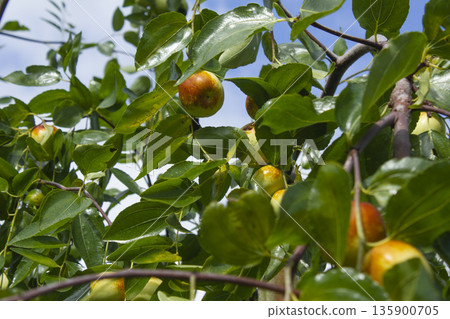 The jujube tree is an open tree. 135900705