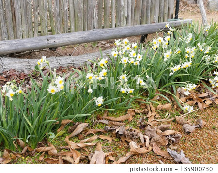 或許今年的寒冷天氣有所不同，因為我家花園裡的水仙花已經開始提早盛開了。 6 135900730