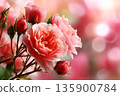 Single Pink Rose Close Up Romantic Mood 135900784