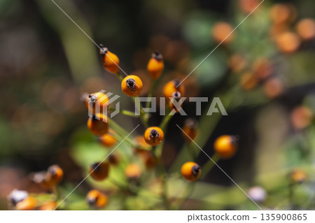 Abstract orange berry seeds with dark centers, Detailed macro image highlighting intricate seed textures and shallow focus 135900865