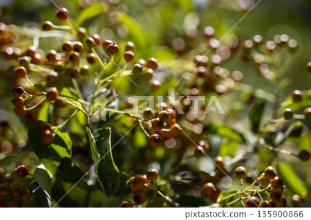 Bright berry scene, Peaceful scene of wild berries bathed in gentle dawn light with dewy highlights and tranquil surroundings 135900866