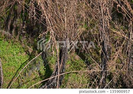 空地、荒地、雜草、土地、空地 空地、荒地、雜草、土地、空地 135900957
