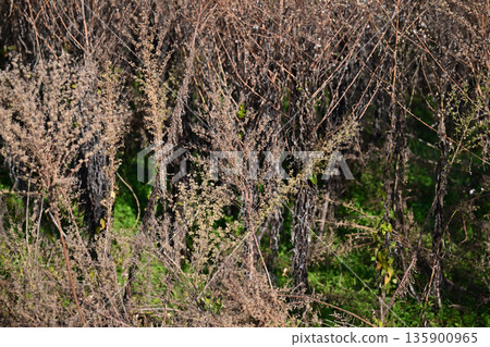 Vacant land, wasteland, weeds, land, vacant lot Vacant land, wasteland, weeds, land, vacant lot 135900965