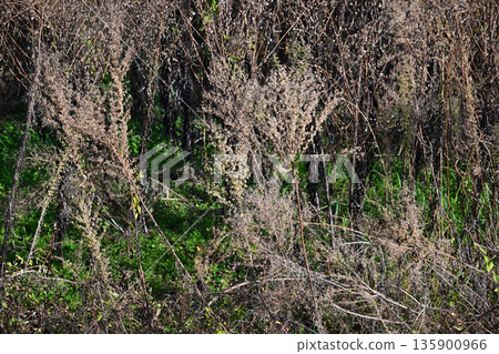 Vacant land, wasteland, weeds, land, vacant lot 135900966