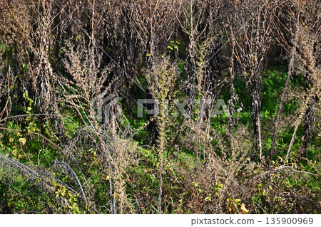 Vacant land, wasteland, weeds, land, vacant lot 135900969