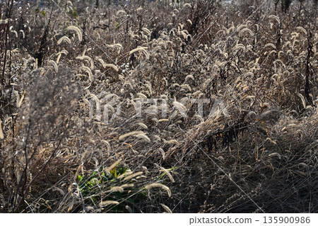Vacant land, wasteland, weeds, land, vacant lot Vacant land, wasteland, weeds, land, vacant lot 135900986