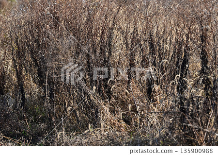 Vacant land, wasteland, weeds, land, vacant lot Vacant land, wasteland, weeds, land, vacant lot 135900988