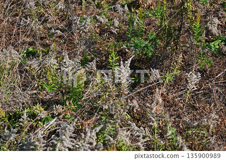 Vacant land, wasteland, weeds, land, vacant lot Vacant land, wasteland, weeds, land, vacant lot 135900989