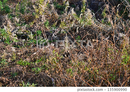 Vacant land, wasteland, weeds, land, vacant lot Vacant land, wasteland, weeds, land, vacant lot 135900990