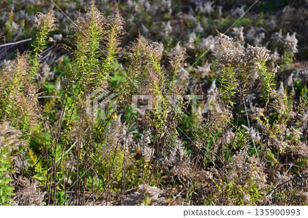 Vacant land, wasteland, weeds, land, vacant lot Vacant land, wasteland, weeds, land, vacant lot 135900993