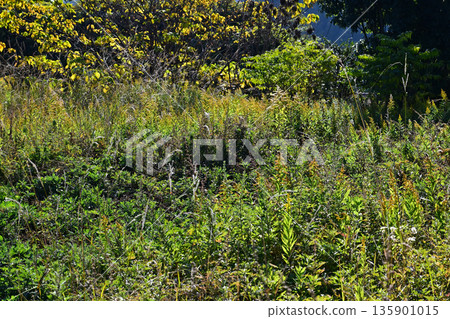 Vacant land, wasteland, weeds, land, vacant lot Vacant land, wasteland, weeds, land, vacant lot 135901015