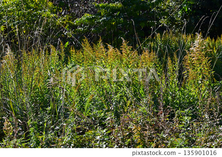 Vacant land, wasteland, weeds, land, vacant lot Vacant land, wasteland, weeds, land, vacant lot 135901016