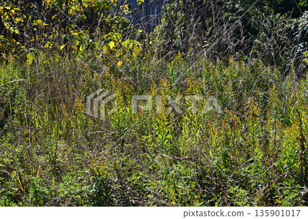 空地、荒地、雜草、土地、空地 空地、荒地、雜草、土地、空地 135901017