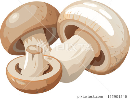 Three button mushrooms illustration on white background 135901246