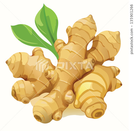 Fresh ginger root isolated on white background 135901266