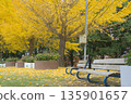 銀杏樹和長凳 135901657