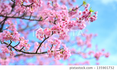 Spring season image (cherry blossoms: Kawazu cherry blossoms) 135901732