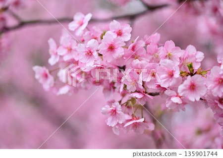 春季圖像(櫻花:河津櫻花) 春季圖像(櫻花:河津櫻花) 135901744