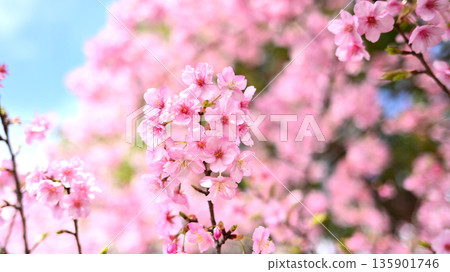 春季圖像(櫻花:河津櫻花) 春季圖像(櫻花:河津櫻花) 135901746