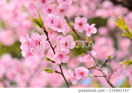 春季圖像(櫻花:河津櫻花) 春季圖像(櫻花:河津櫻花) 135901747