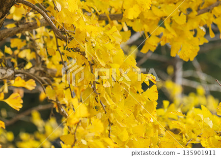 Close-up of ginkgo leaves in early winter 11 135901911