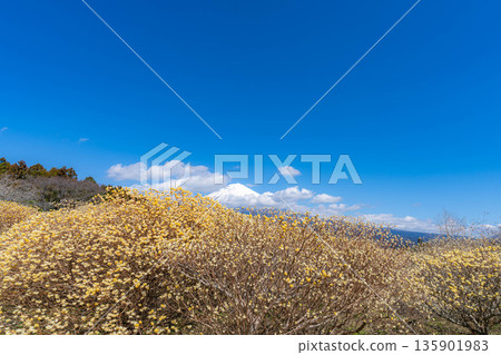 [Mt. Fuji material] Mt. Fuji and Mitsumata flowers as seen from Shiraito Natural Park [Shizuoka Prefecture] 135901983