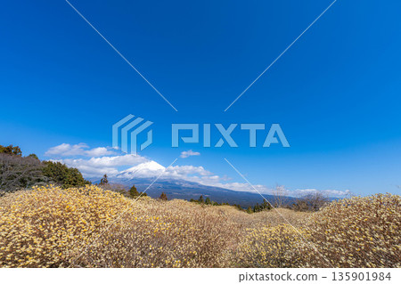 [富士山素材] 從白絲自然公園眺望富士山與三椏花 [靜岡縣] 135901984