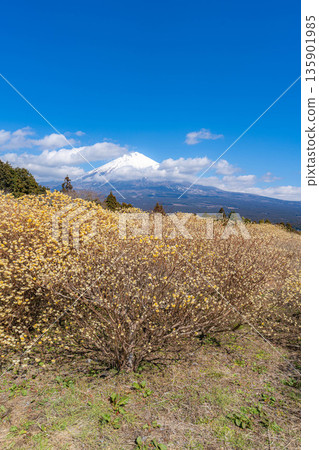 [Mt. Fuji material] Mt. Fuji and Mitsumata flowers as seen from Shiraito Natural Park [Shizuoka Prefecture] 135901985