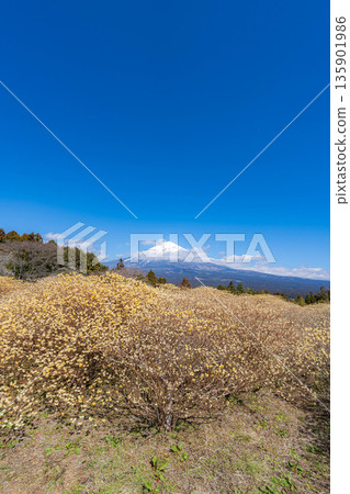 [富士山素材] 從白絲自然公園眺望富士山與三椏花 [靜岡縣] 135901986