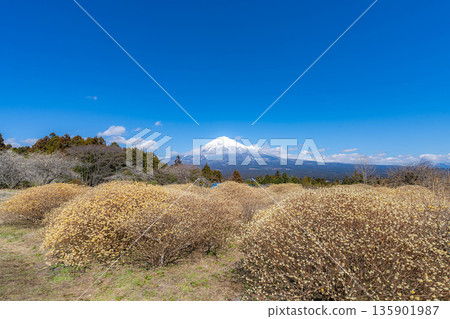 [富士山素材] 從白絲自然公園眺望富士山與三椏花 [靜岡縣] 135901987