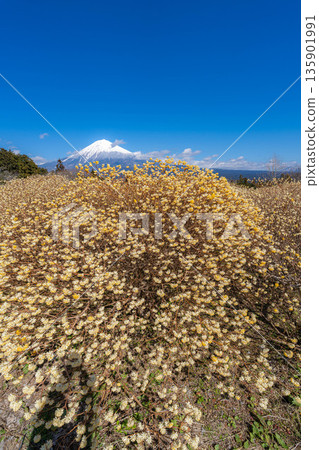 [Mt. Fuji material] Mt. Fuji and Mitsumata flowers as seen from Shiraito Natural Park [Shizuoka Prefecture] 135901991