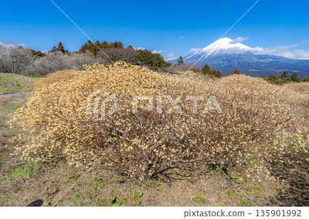 [Mt. Fuji material] Mt. Fuji and Mitsumata flowers as seen from Shiraito Natural Park [Shizuoka Prefecture] 135901992