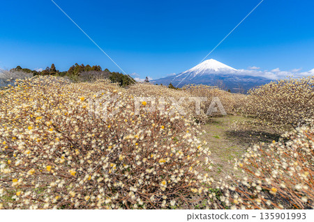 [Mt. Fuji material] Mt. Fuji and Mitsumata flowers as seen from Shiraito Natural Park [Shizuoka Prefecture] 135901993