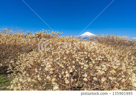 [富士山素材] 從白絲自然公園眺望富士山與三椏花 [靜岡縣] 135901995