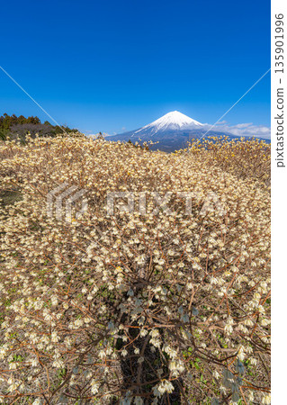 [富士山素材] 從白絲自然公園眺望富士山與三椏花 [靜岡縣] 135901996