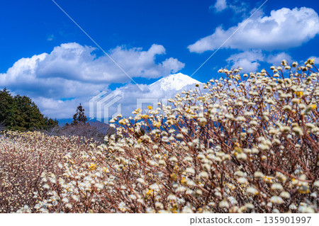 [Mt. Fuji material] Mt. Fuji and Mitsumata flowers as seen from Shiraito Natural Park [Shizuoka Prefecture] 135901997
