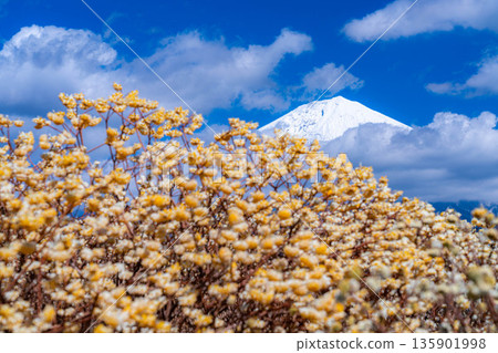 [Mt. Fuji material] Mt. Fuji and Mitsumata flowers as seen from Shiraito Natural Park [Shizuoka Prefecture] 135901998