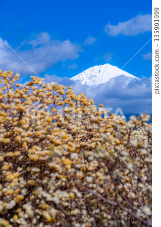 [Mt. Fuji material] Mt. Fuji and Mitsumata flowers as seen from Shiraito Natural Park [Shizuoka Prefecture] 135901999
