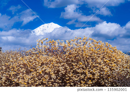 [Mt. Fuji material] Mt. Fuji and Mitsumata flowers as seen from Shiraito Natural Park [Shizuoka Prefecture] 135902001