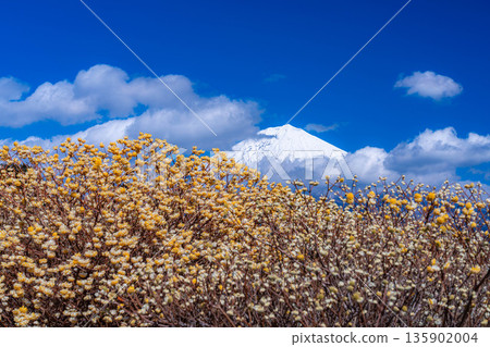 [Mt. Fuji material] Mt. Fuji and Mitsumata flowers as seen from Shiraito Natural Park [Shizuoka Prefecture] 135902004