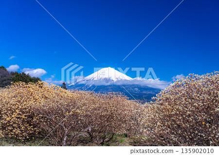 [Mt. Fuji material] Mt. Fuji and Mitsumata flowers as seen from Shiraito Natural Park [Shizuoka Prefecture] 135902010