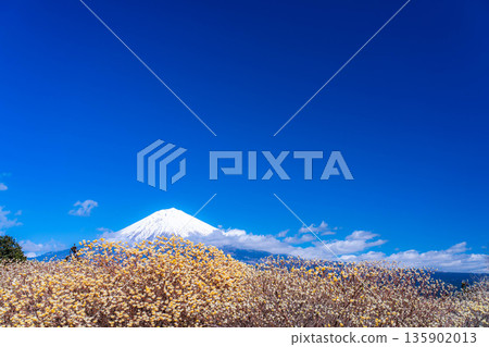 [Mt. Fuji material] Mt. Fuji and Mitsumata flowers as seen from Shiraito Natural Park [Shizuoka Prefecture] 135902013
